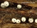 Lasiosphaeria ovina-amf1140